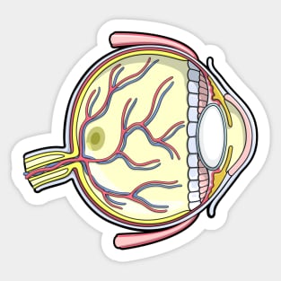 Human Eye Anatomy Illustration Sticker